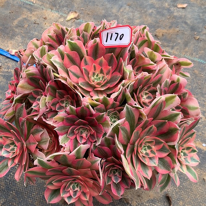 粉女巫不包损多肉1170