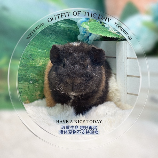 美泰弟弟 荷兰猪 豚鼠 包邮包风险【一对一喂养指导，赠礼包】