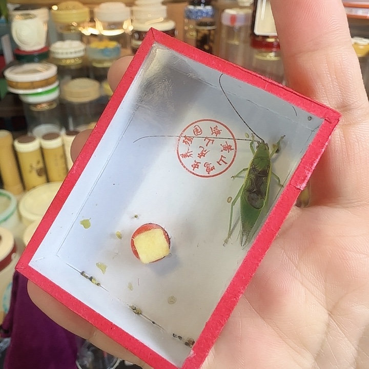 中须绿金钟2只66666666