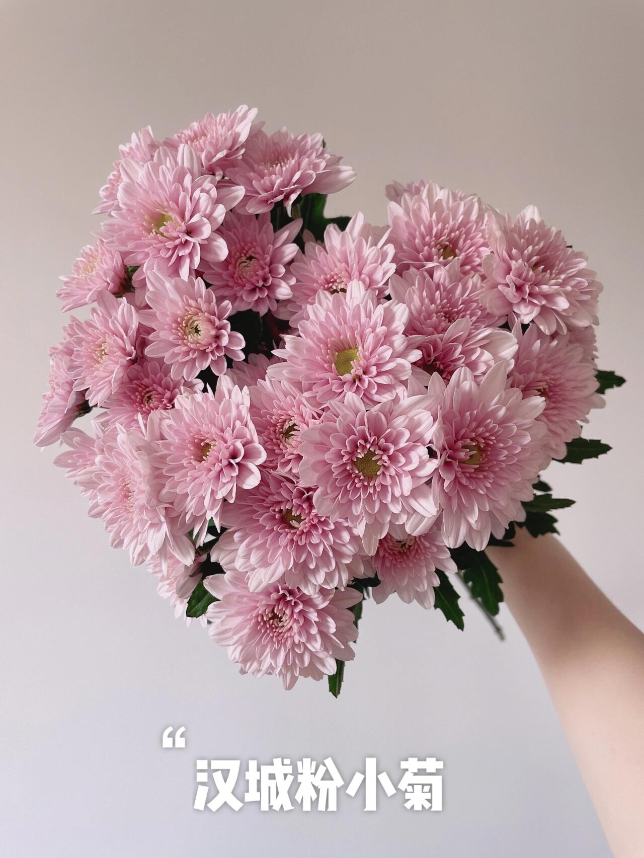 【汉城粉小雏菊】瓶插粉色小雏菊东北鲜花原产地直采直发 顺丰包邮