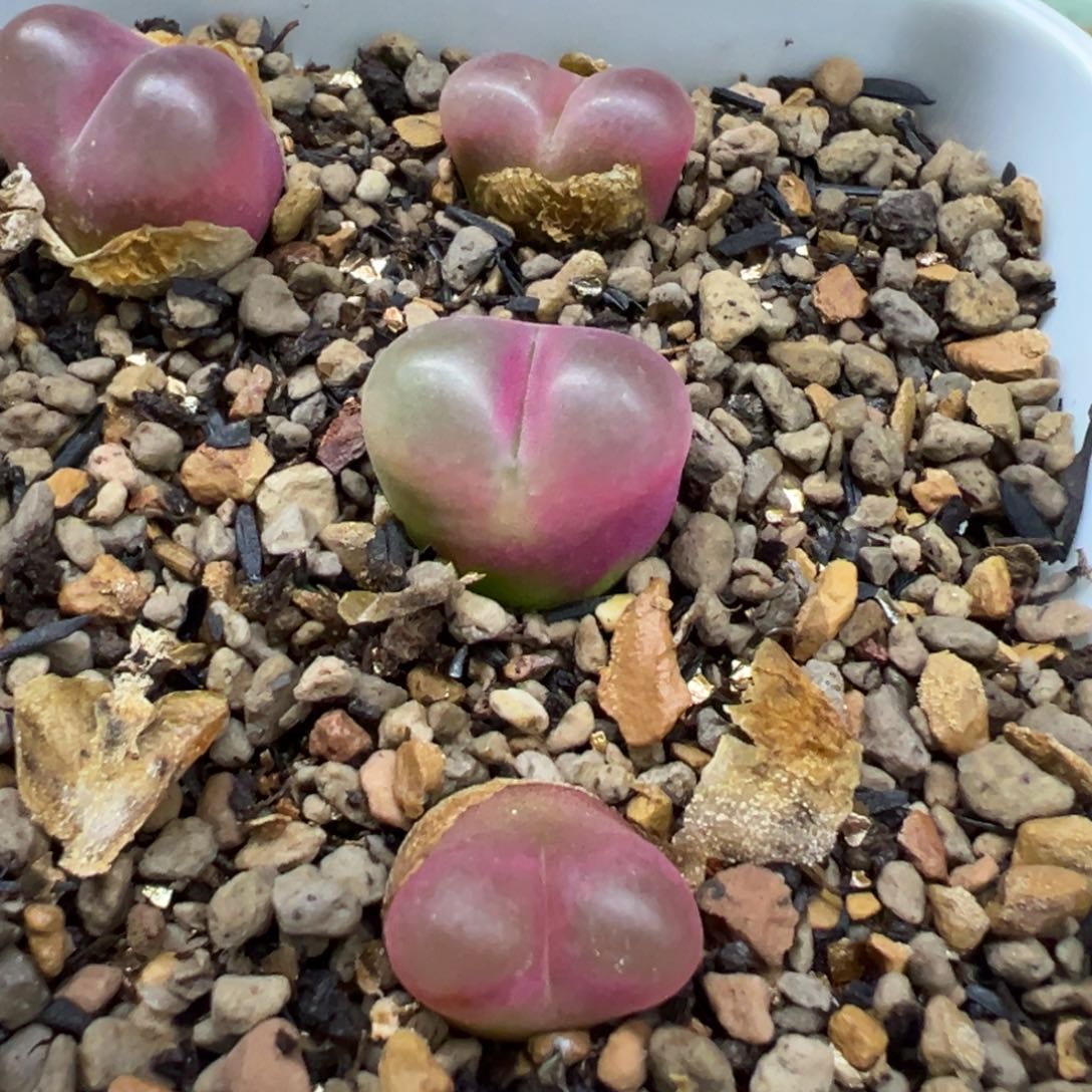 开播清盆特特多肉