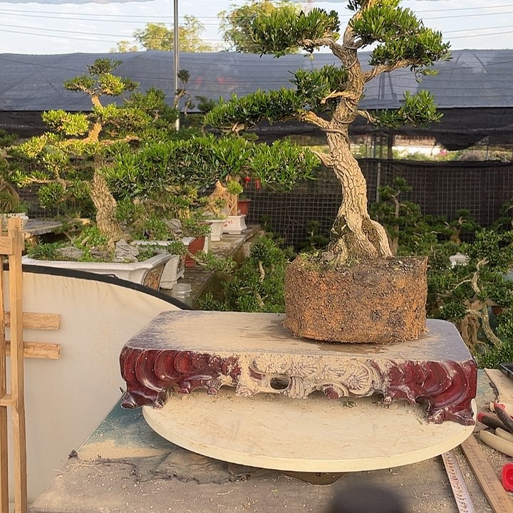 完全开放台****司黄杨盆景