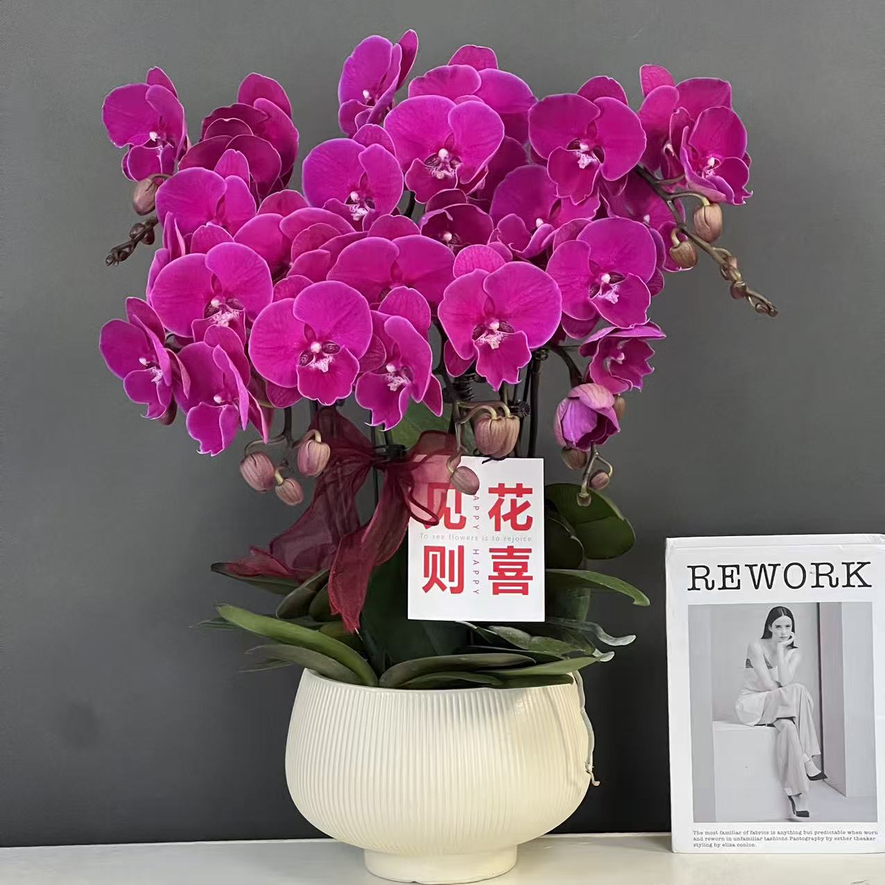 蝴蝶兰（红双喜）欧品紫红色爆款大花好养耐开鲜花高端花卉蝴蝶兰