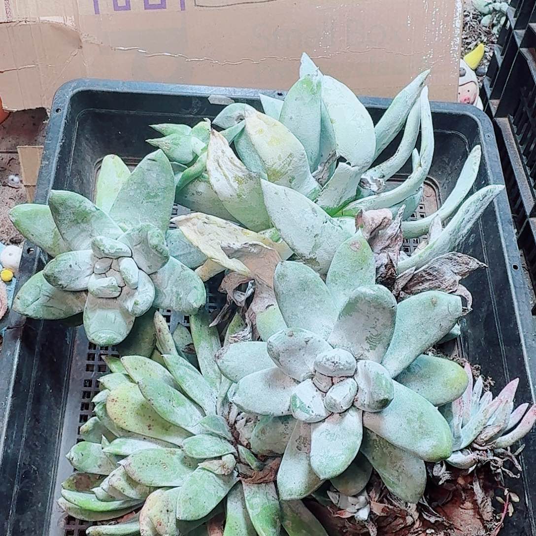 6217瑕疵框拍不售后