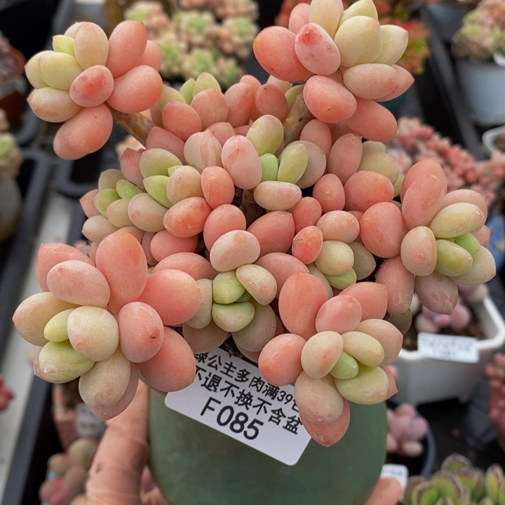 橘子香水洛神12cm085多肉植物