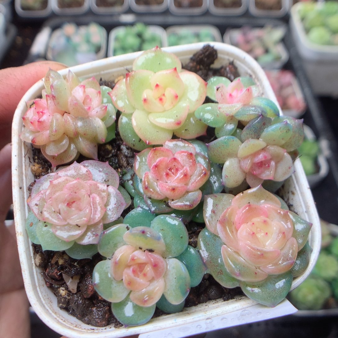 无花朵W45。yyyyyyyyy