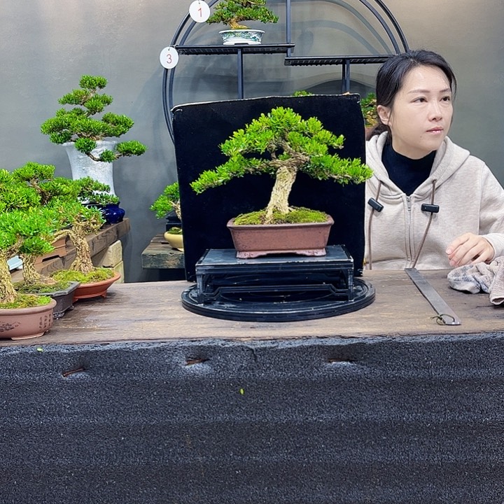 黄杨盆景四季常青不落叶