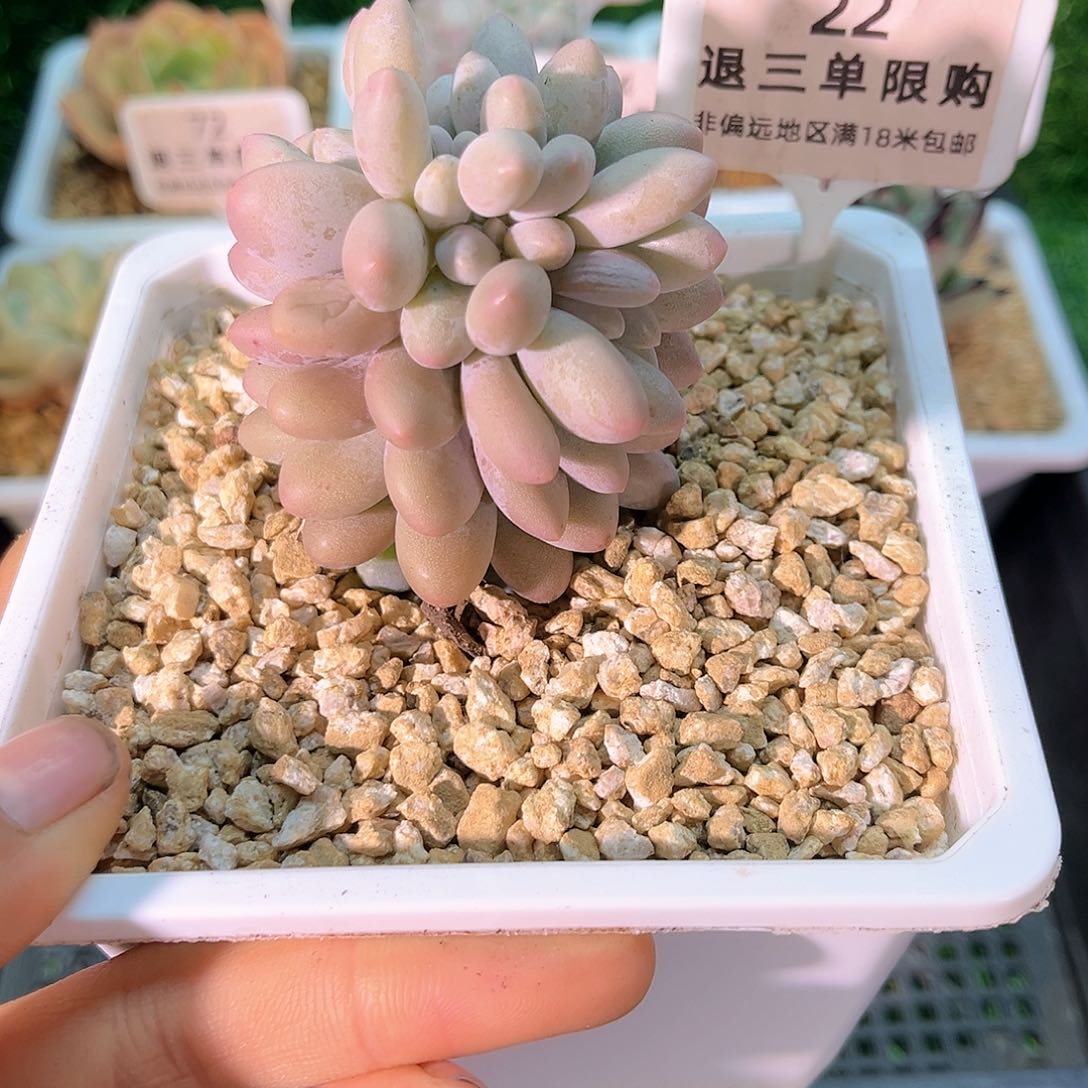 卉森精品多肉编号22