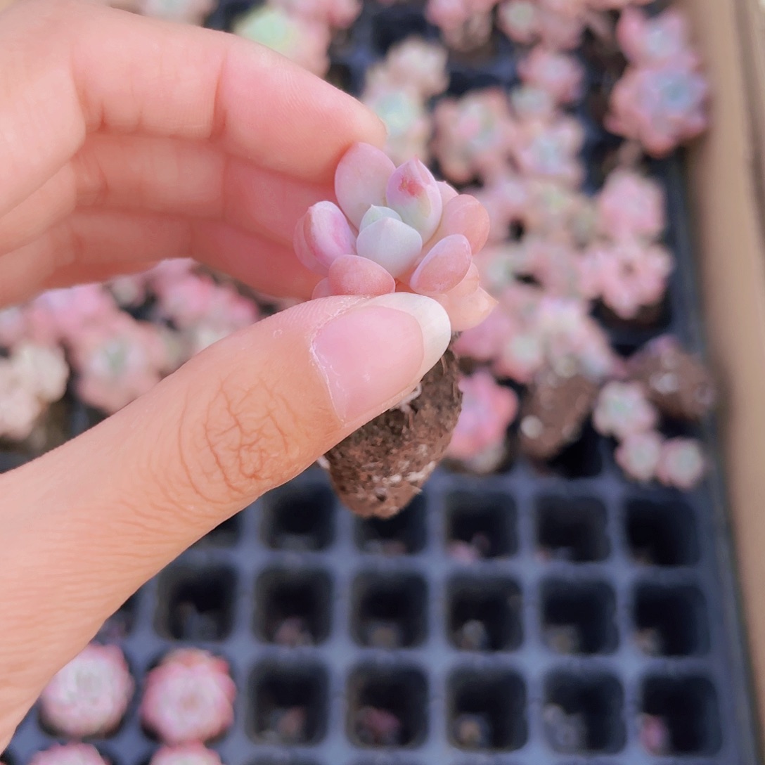 小穴苗花斑鹿2米2颗