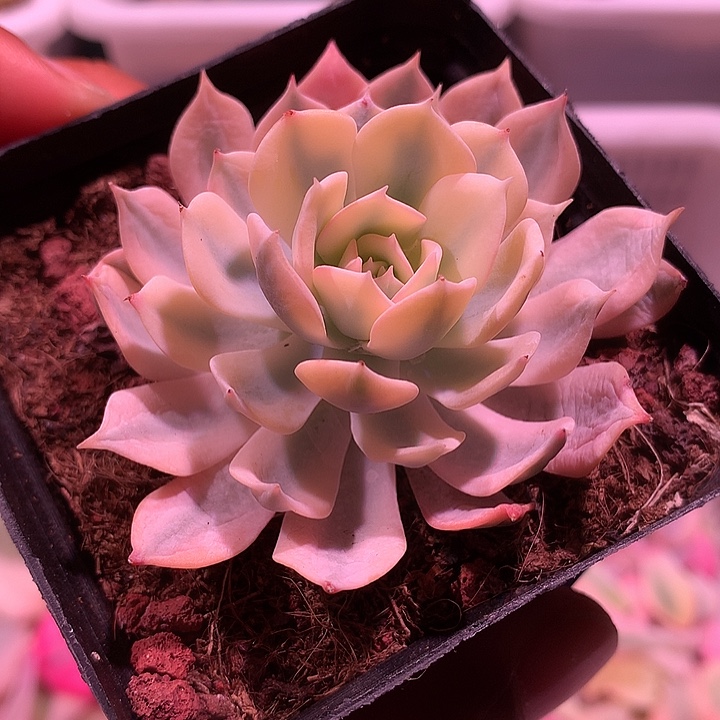 薄叶蓝鸟锦锦锦锦