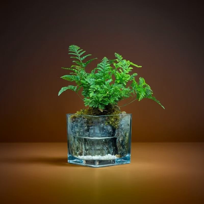 【無也秘境】清安-尺寸8*8厘米成品创意绿植景观茶壶茶台摆件