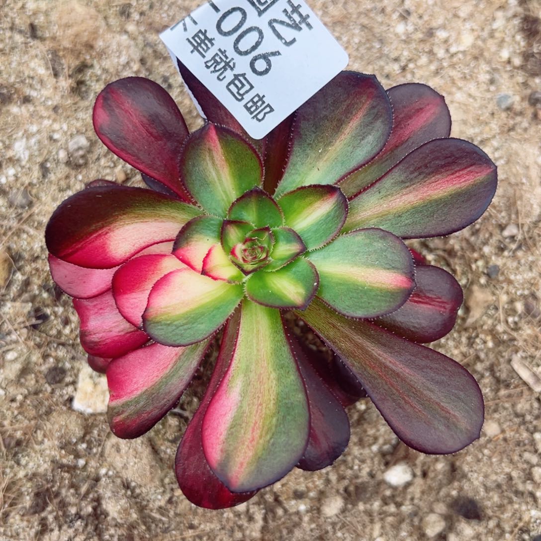 李*军花蝴蝶多肉植物006