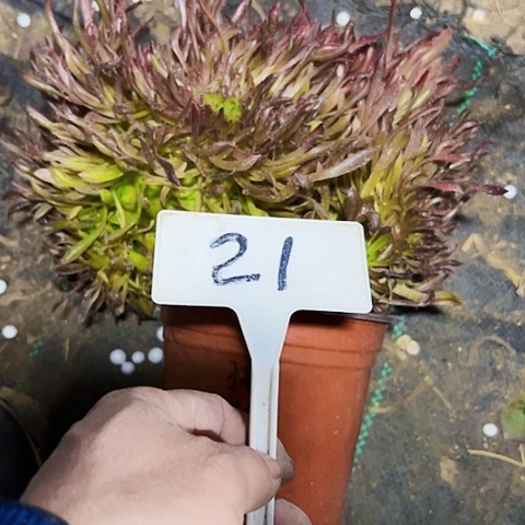 多肉植物红珊瑚缀花
