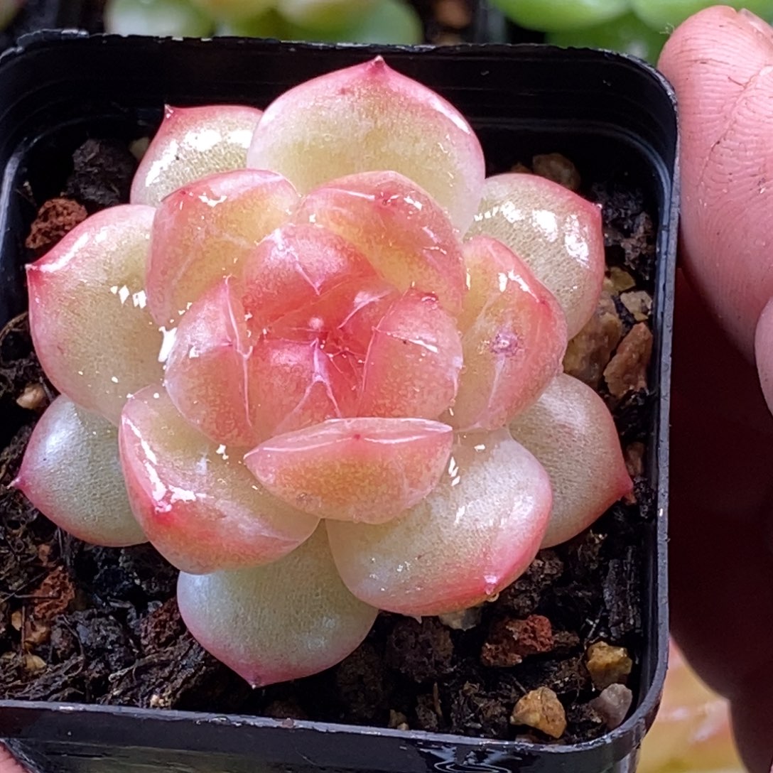 天官赐福百无禁忌