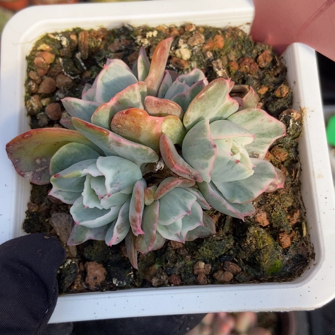 627伯克利锦多肉植物