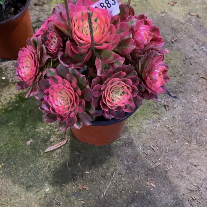 倾城多肉植物883