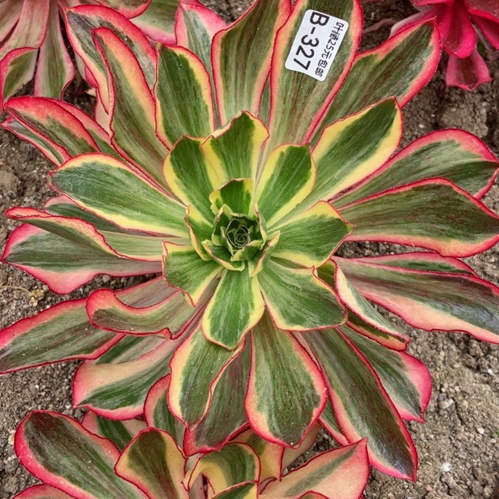 327魅影多肉12345678