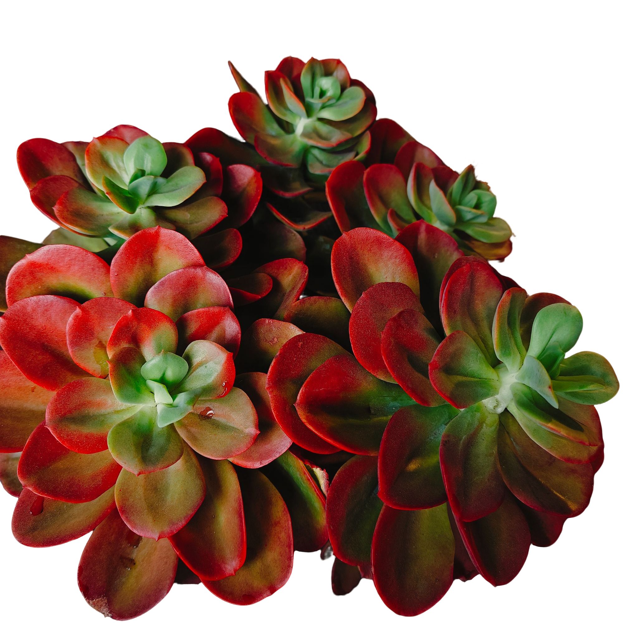 精品多肉精品老桩红梅