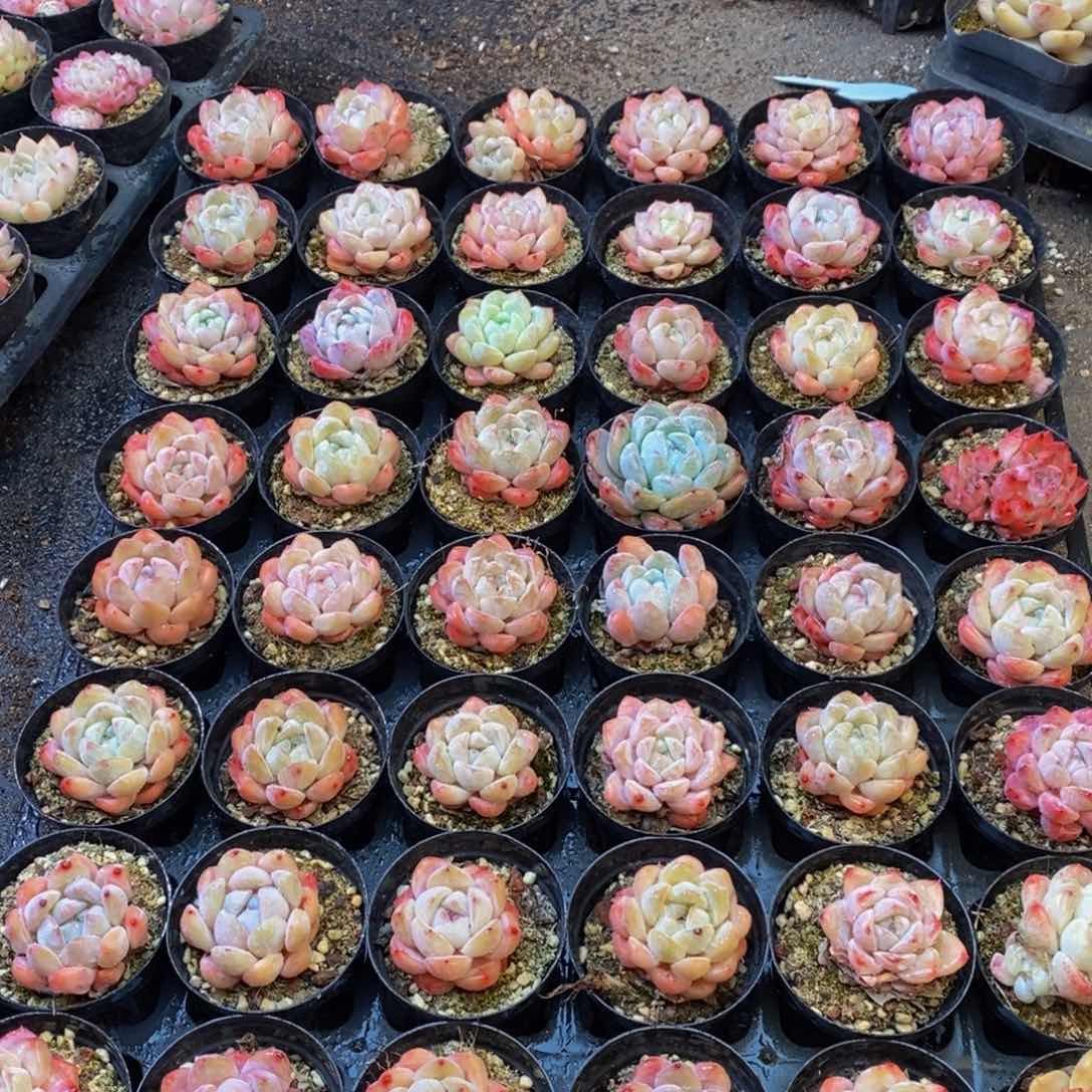 349多人受伤，你是谁