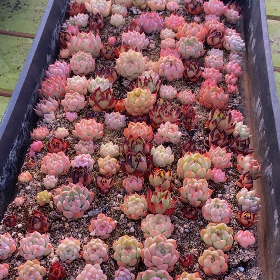 078多肉植物保护研究所所长