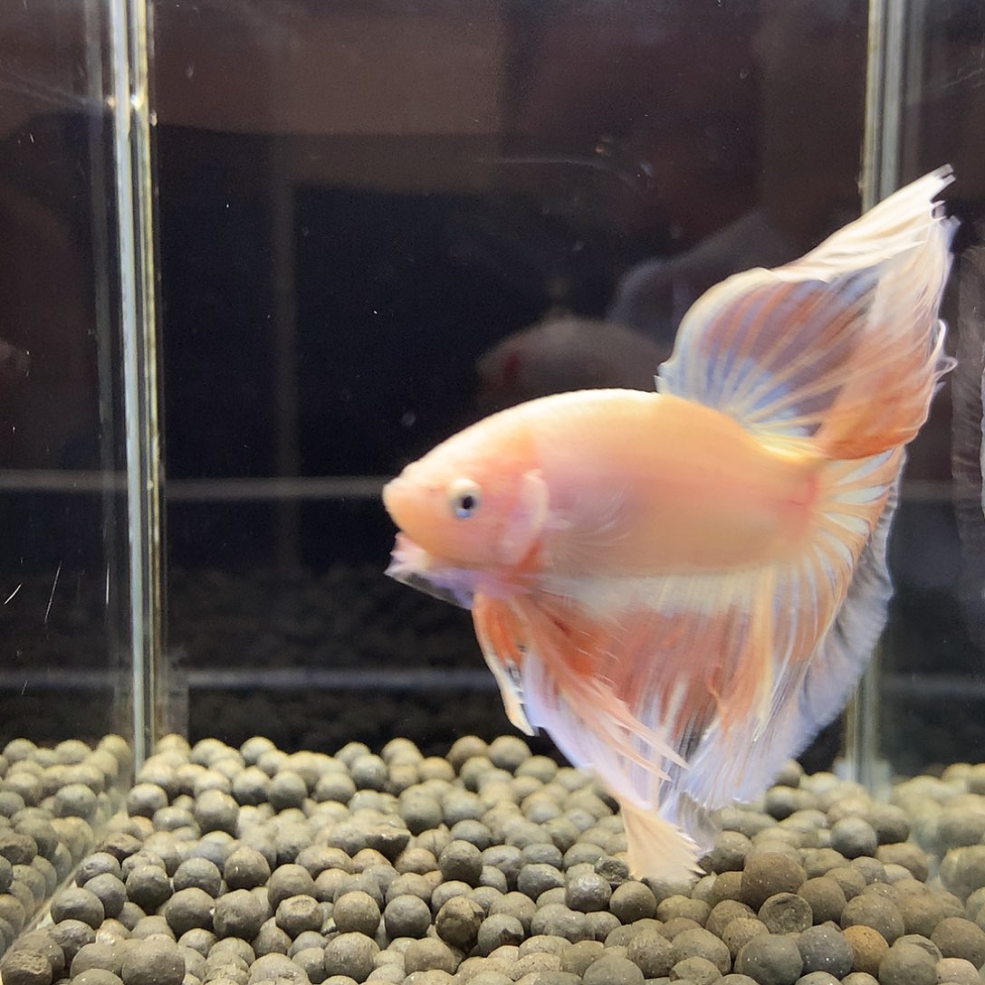 斗鱼七弟泰国斗鱼946