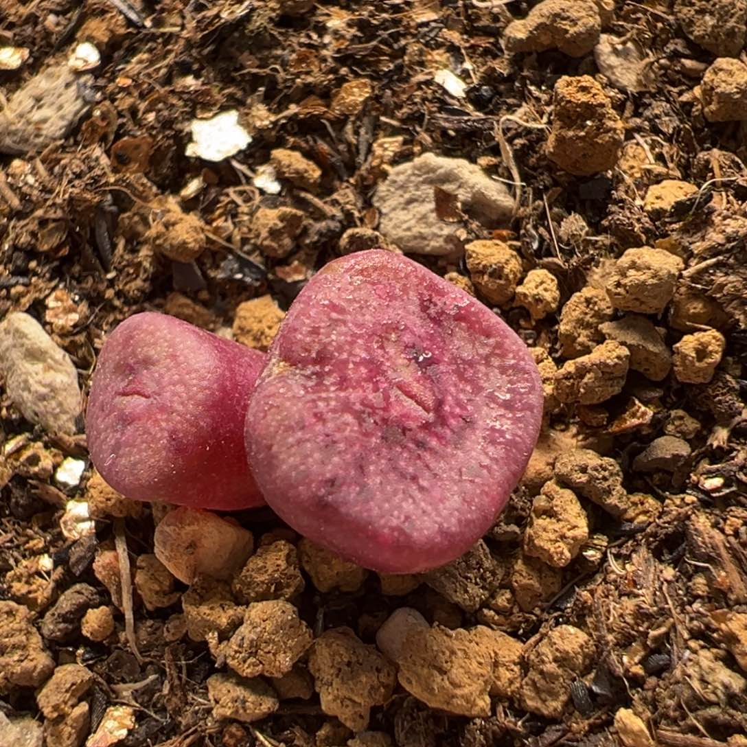 409多肉植物百科方碗
