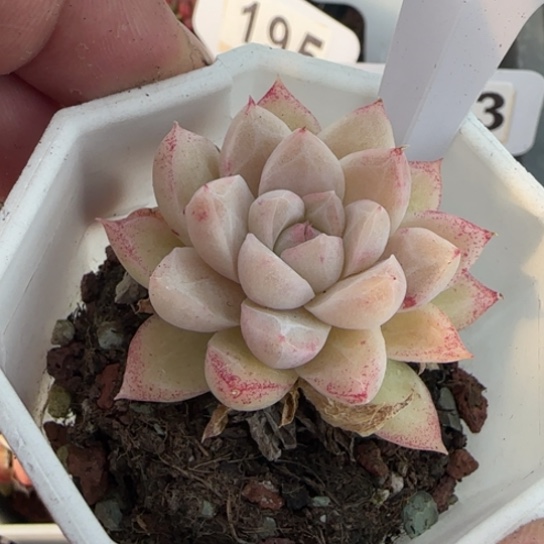 20号园丁一物一拍多肉