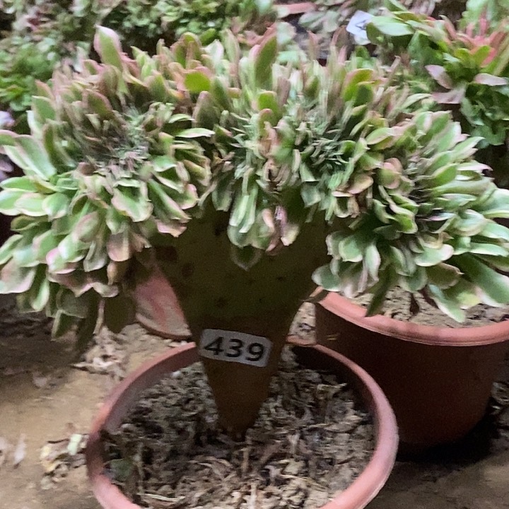 439女神缀化老板子捡漏