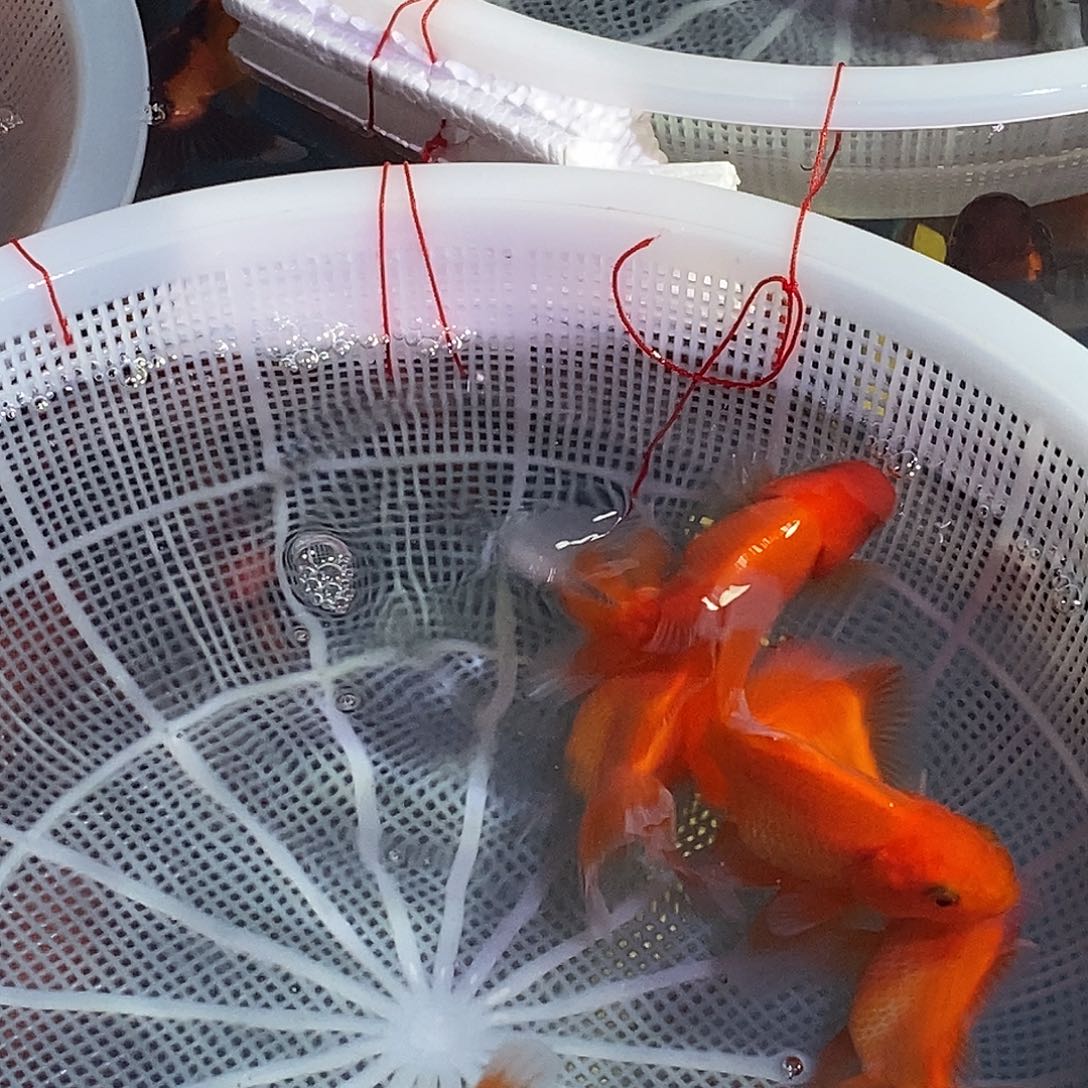 成****龙睛金鱼观赏金鱼百褶