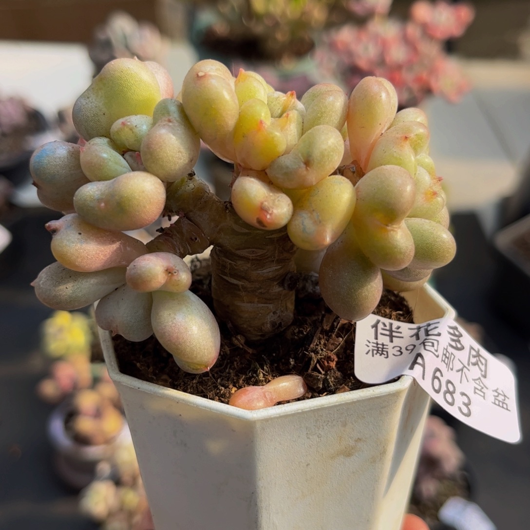 683/8cm比尔盖茨多肉植物