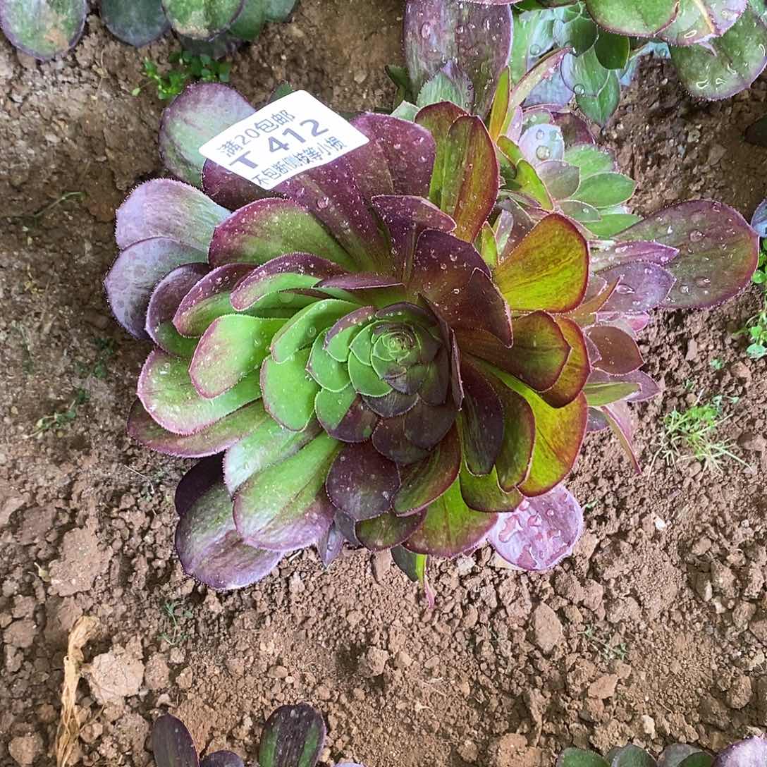 412花月夜多肉法师锦