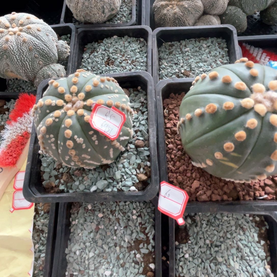 完全开放兜兜兜2