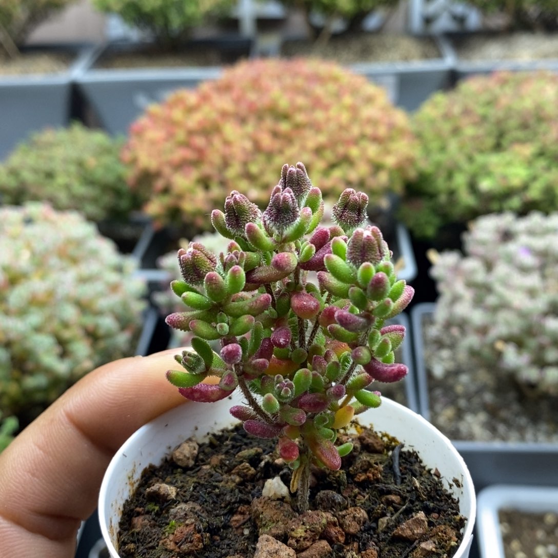 090红宝石枝干番杏