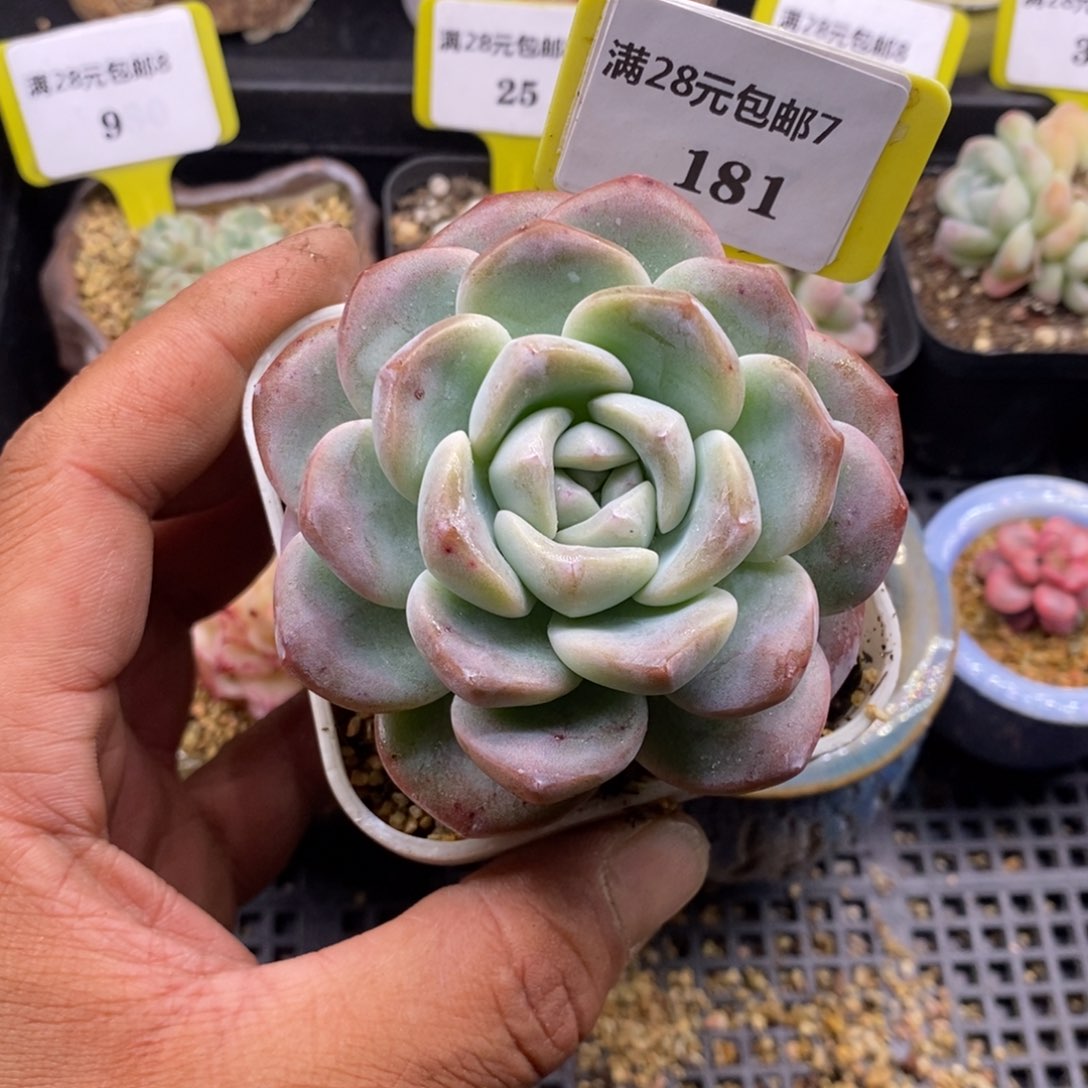 7181冰玉福利大单头多肉