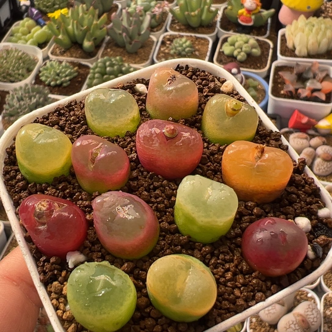 95多肉植物百科植物