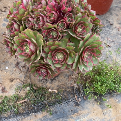 2-77粉花妖朵朵多肉植物