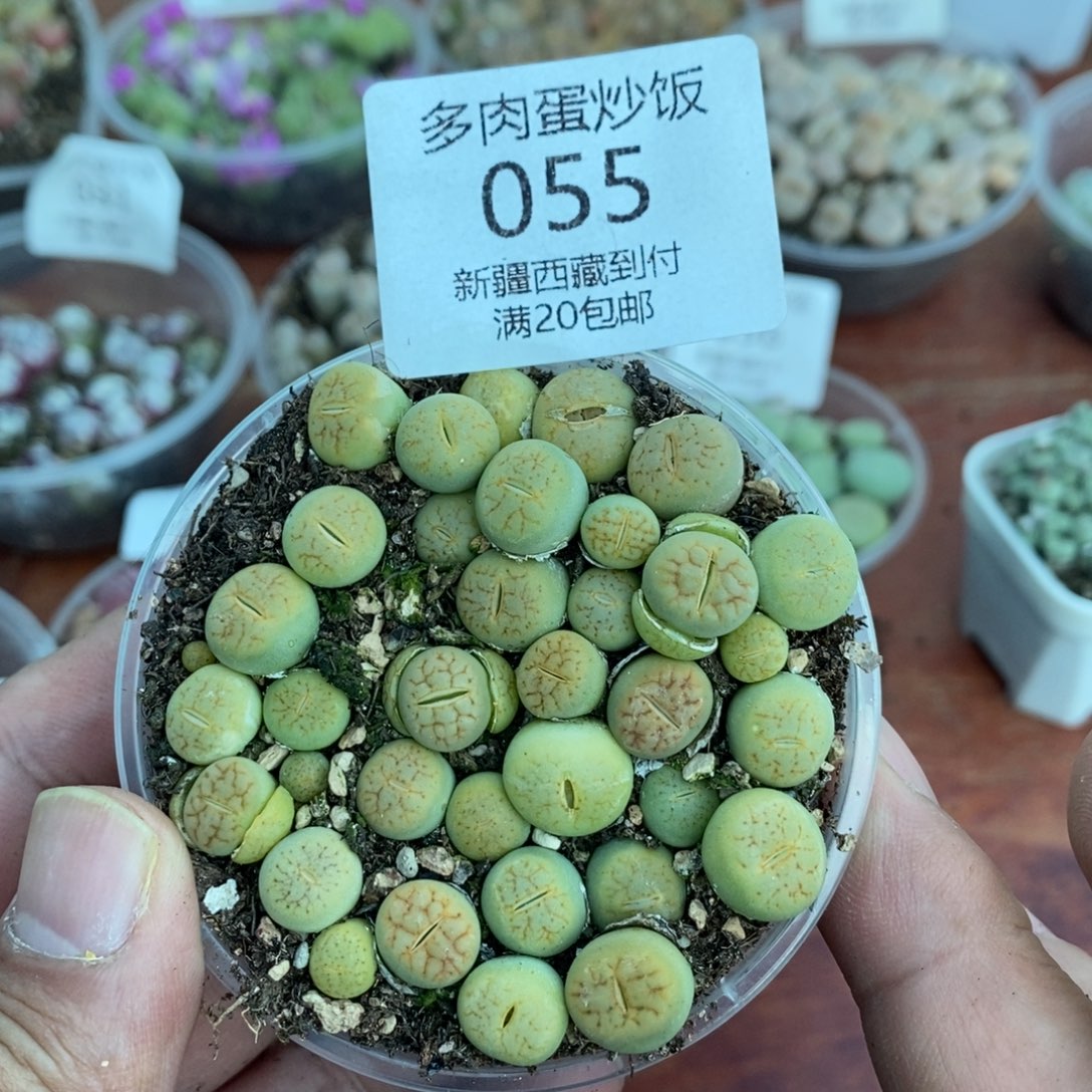 多肉蛋炒饭感谢您相伴055