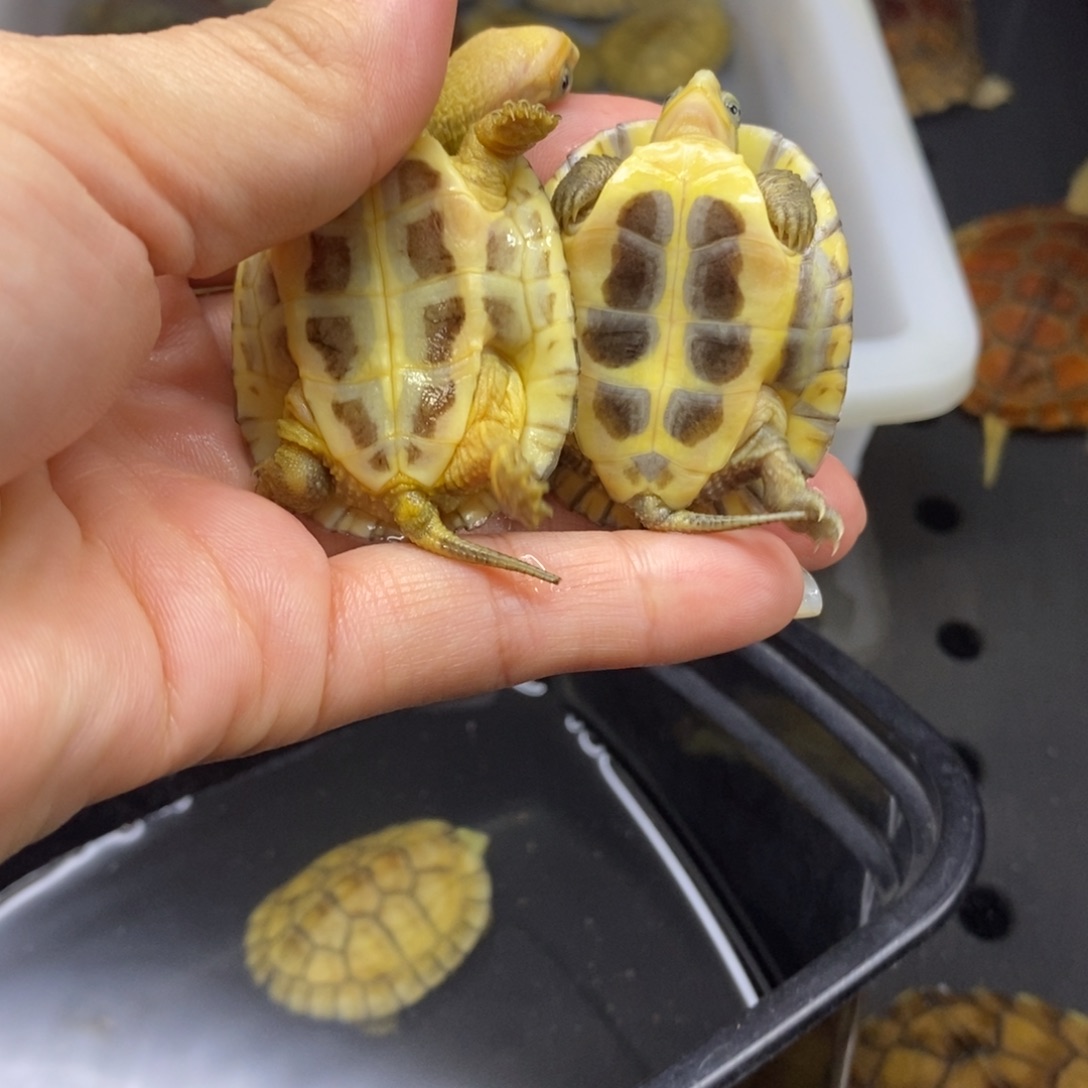 ****宇母宠物龟Fjgchuvbjh