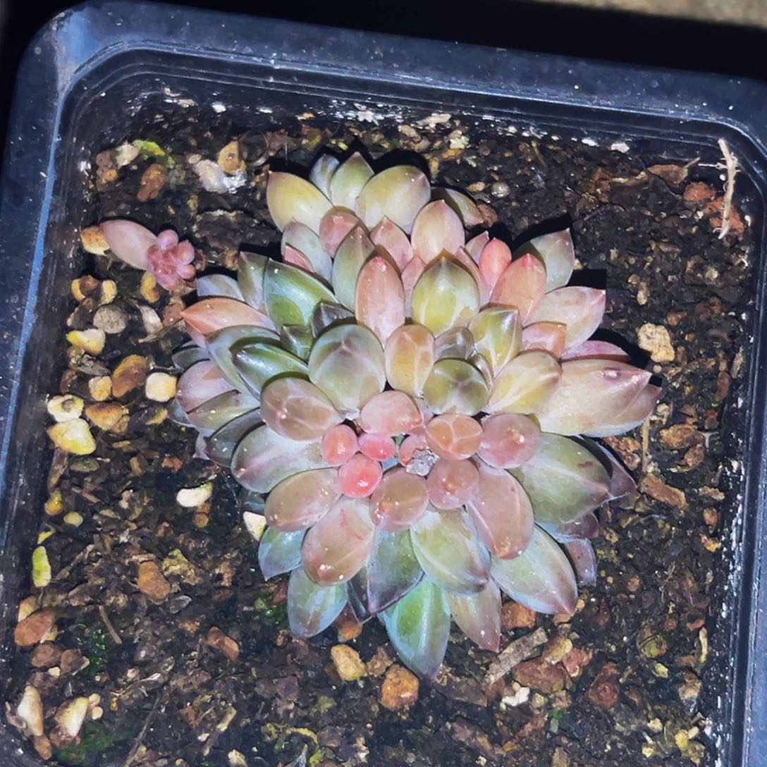 桔云多肉美人精品系列