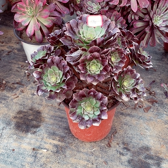 黑膜多肉法师128