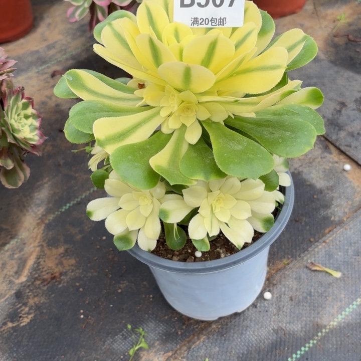 瑞妈，。。。。。。507辛尼亚，