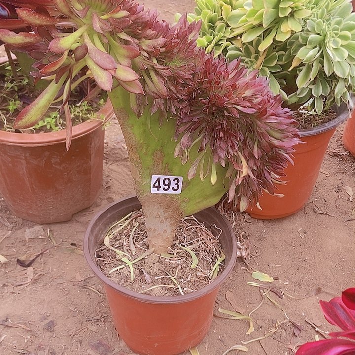 493黑缀化老板子法师缀