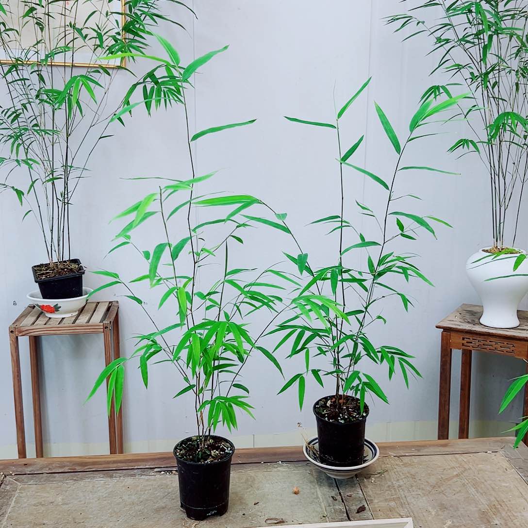 不开花植物内门竹