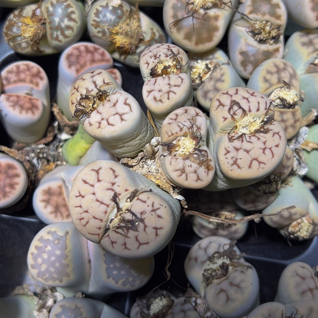 静***音026 一物一拍，默认有伤，介意勿拍，不退不换