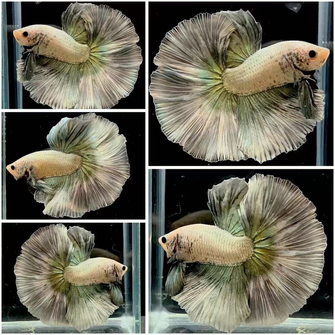 (第13版)直播选鱼304~327好养耐活的半月斗鱼婚纱热淡水观赏鱼