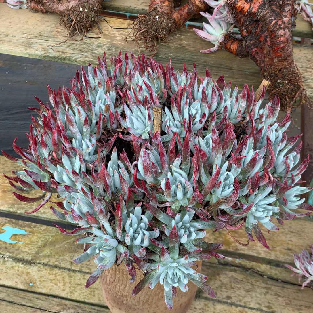 文森特，多肉植物