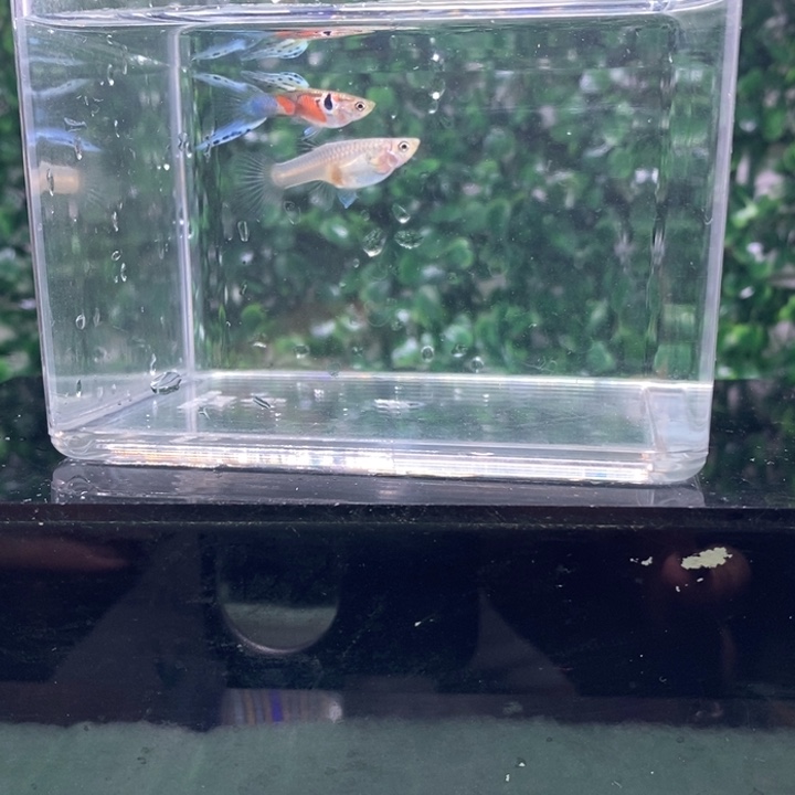 海水鱼低廉？一个人一天也会过去、