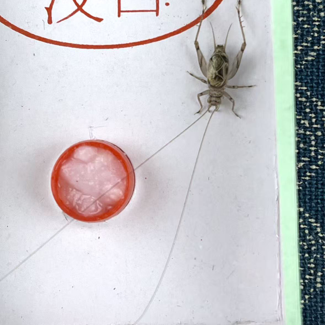 金蛉子 4条中须（蟋蟀科）鸣虫蛉虫 路途包死亡
