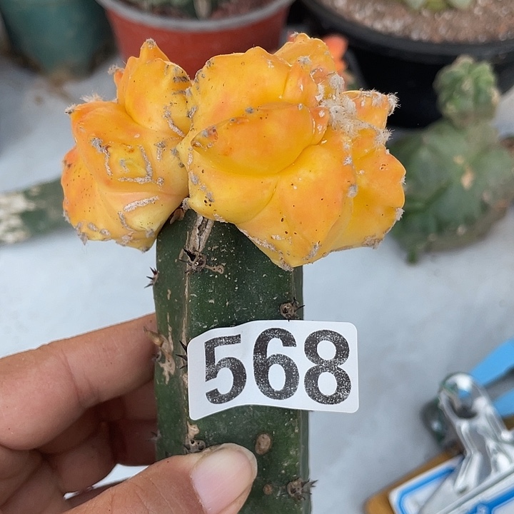 568修补嫁接双头井栾