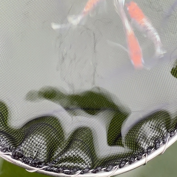 青鳉鱼编号 29 真长鳍 04 2 条➕1 条